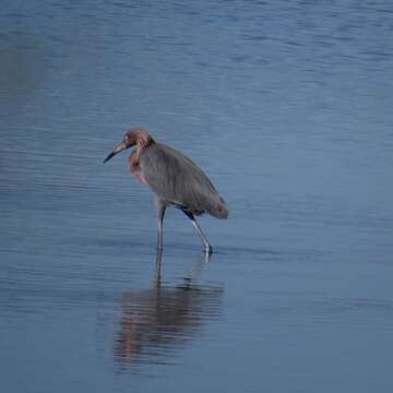 Image of Reddish Egret