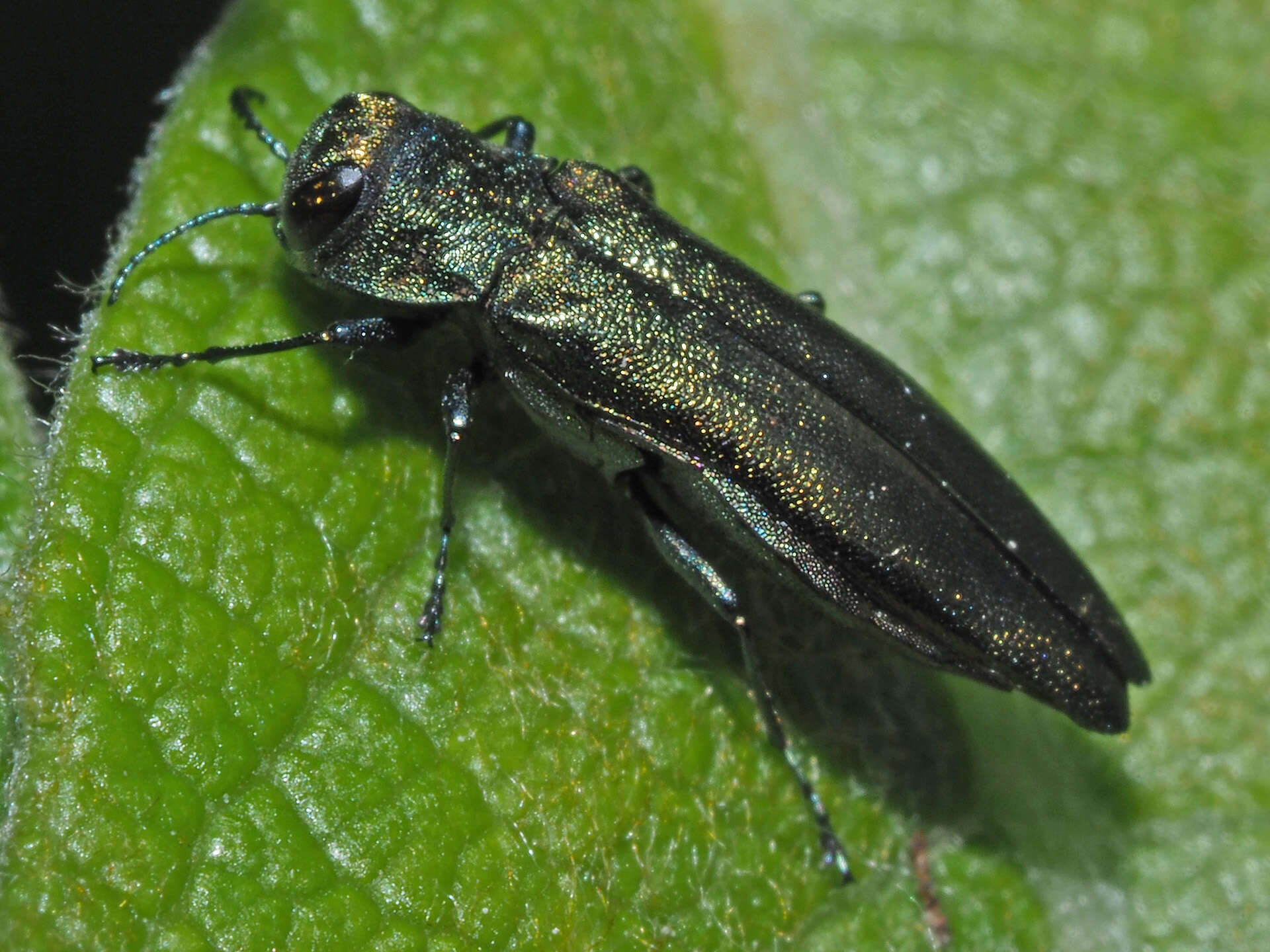 Image de Agrilus viridis (Linnaeus 1758)