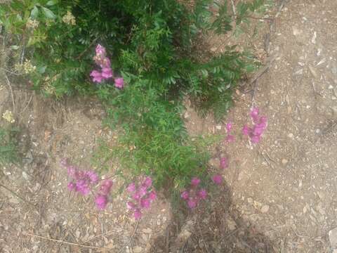 Plancia ëd Antirrhinum majus L.