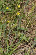 Image de Linum trigynum L.