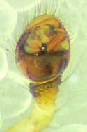 Image of Theridion melanurum Hahn 1831