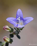 Imagem de Campanula hierapetrae Rech. fil.