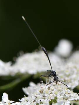 Image of Gasteruption jaculator (Linnaeus 1758)