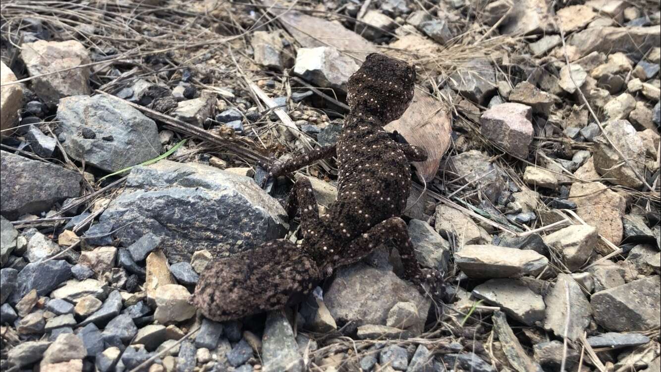 Image of Border Thick-tailed Gecko