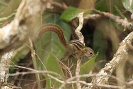 Image of Lady Burton's Rope Squirrel