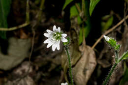 Image of Texas chickweed