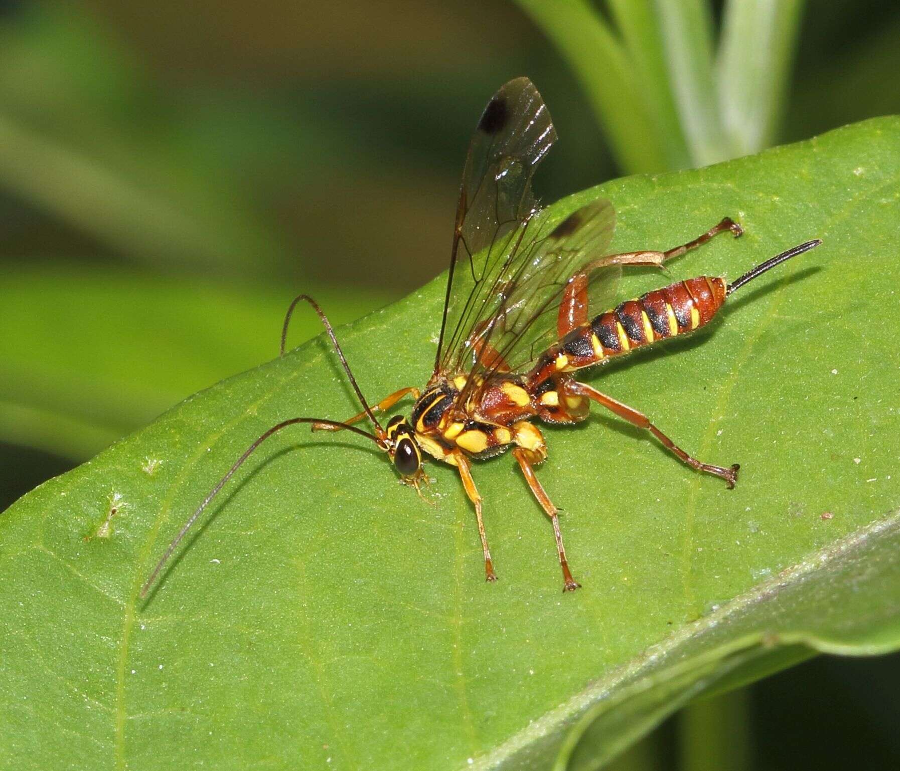 Image of Echthromorpha agrestoria (Swederus 1787)