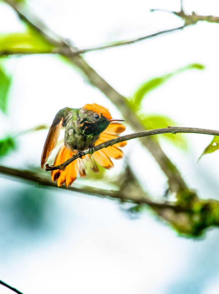 Lophornis stictolophus Salvin, Elliot & DG 1873 resmi