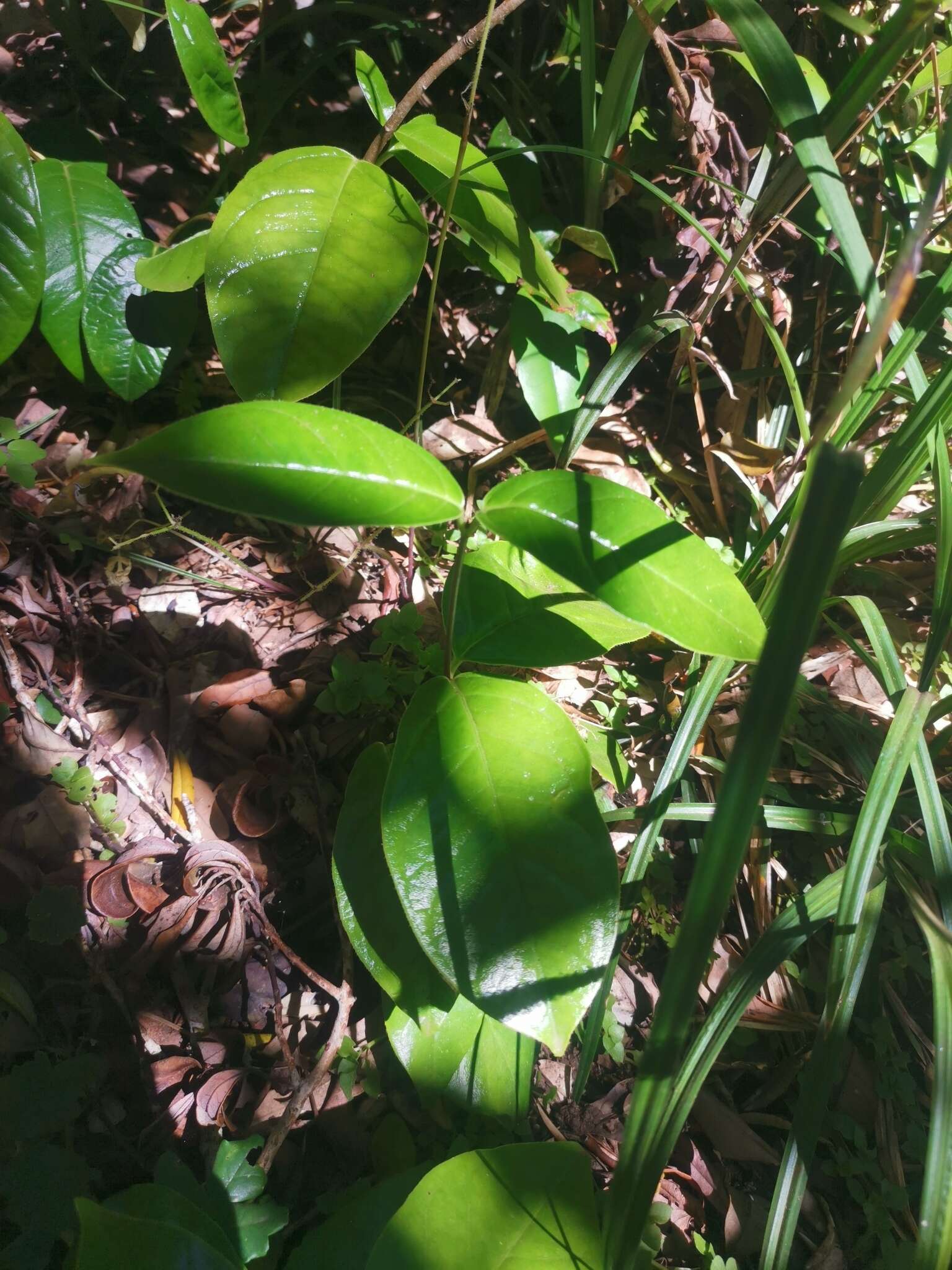 Image of Mandevilla pubescens (Willd. ex Roem. & Schult.) J. F. Morales