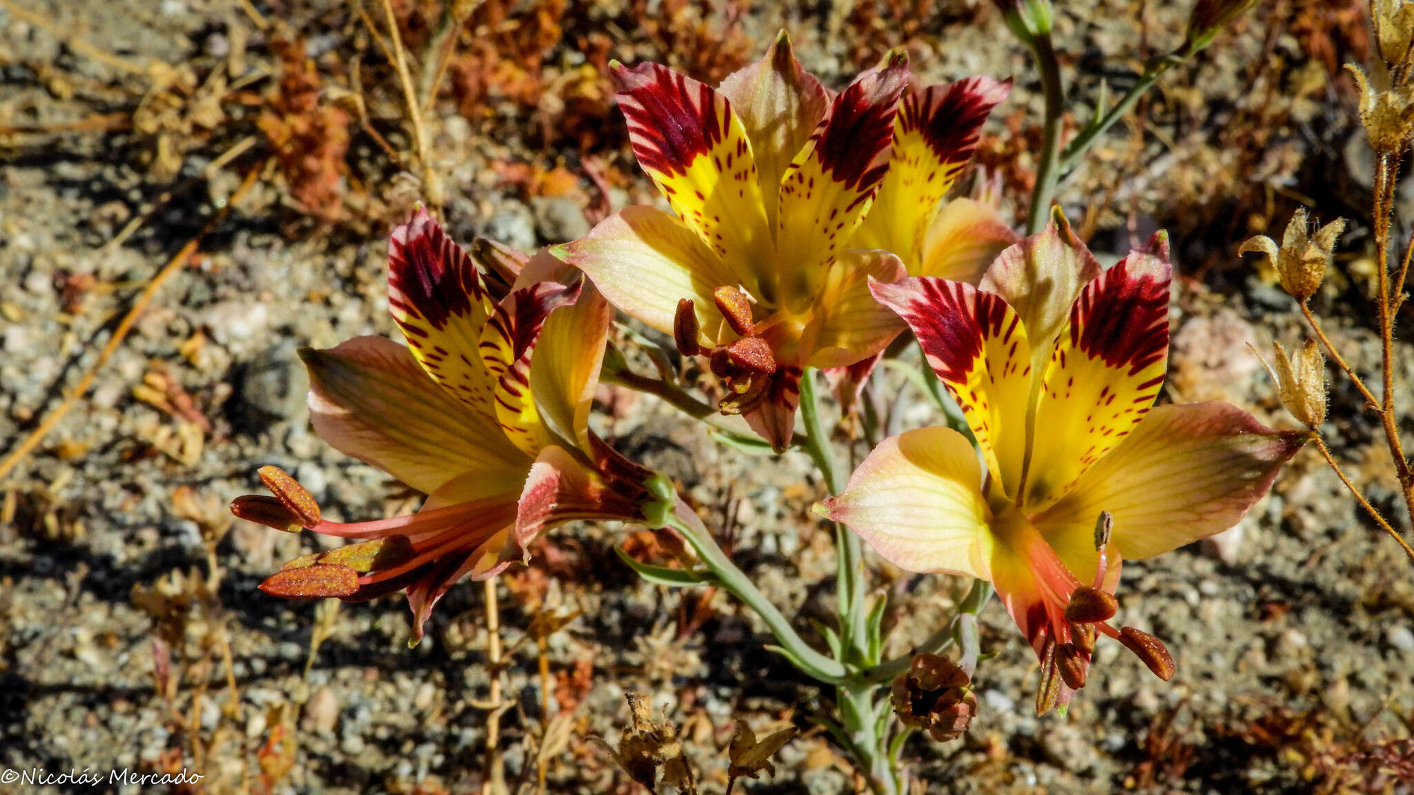 Image of Alstroemeria diluta Ehr. Bayer