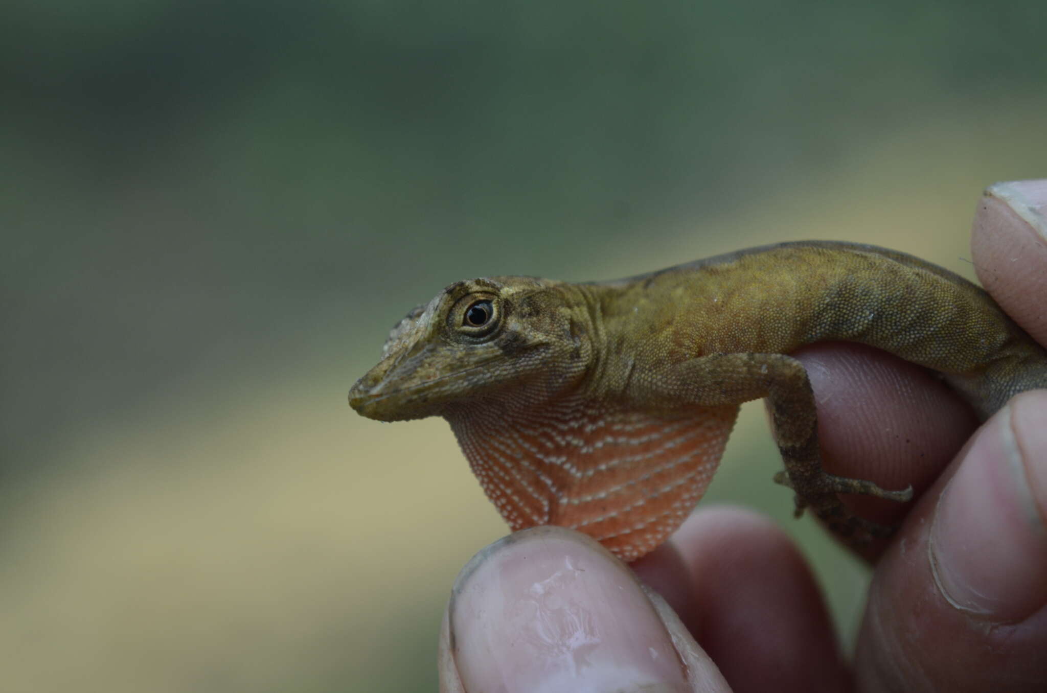 Image de Anolis naufragus (Campbell, Hillis & Lamar 1989)