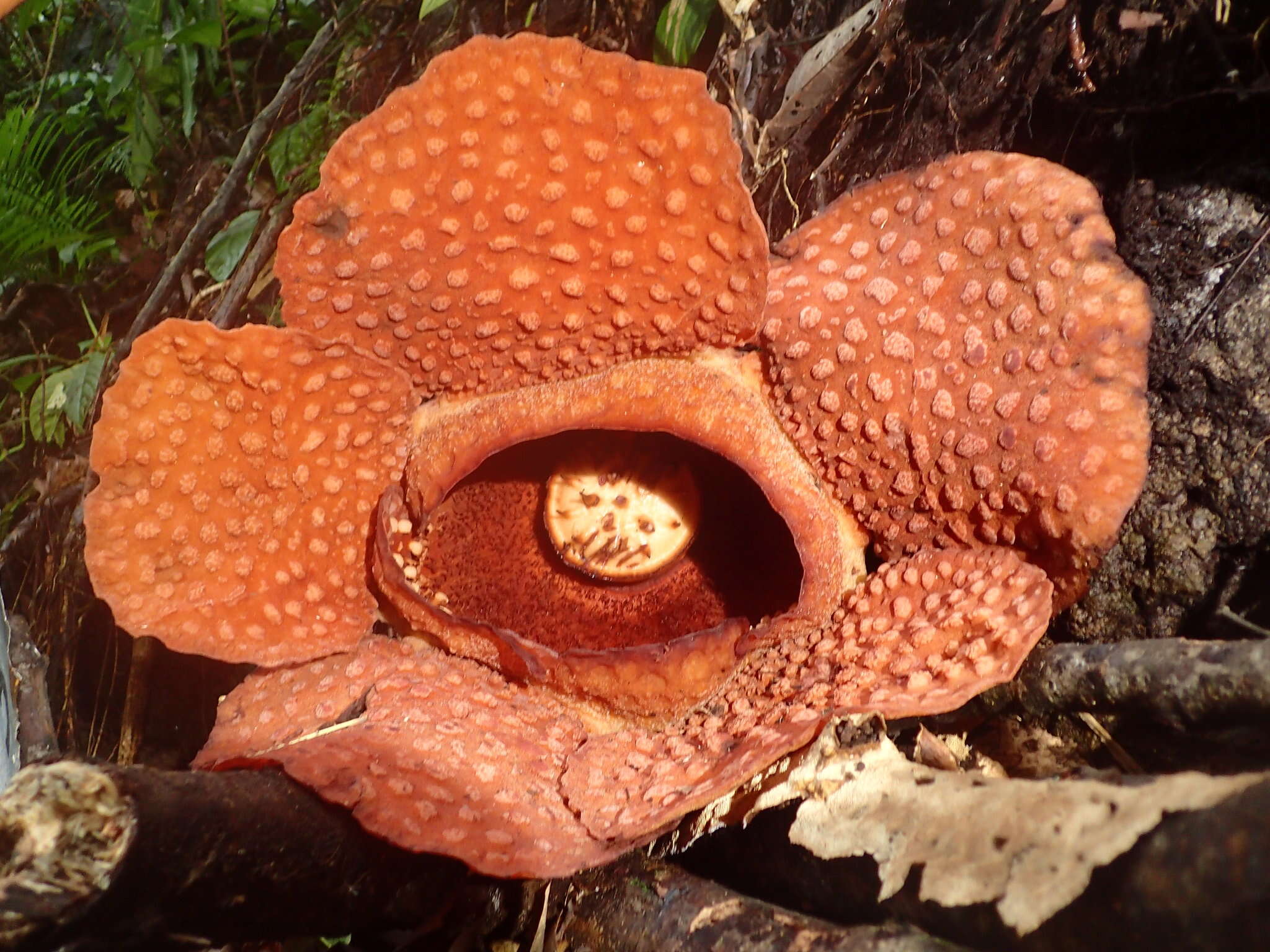 Image of Rafflesia gadutensis W. Meijer