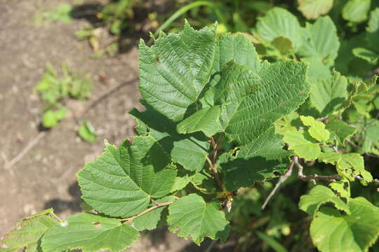 Image of Siberian hazelnut