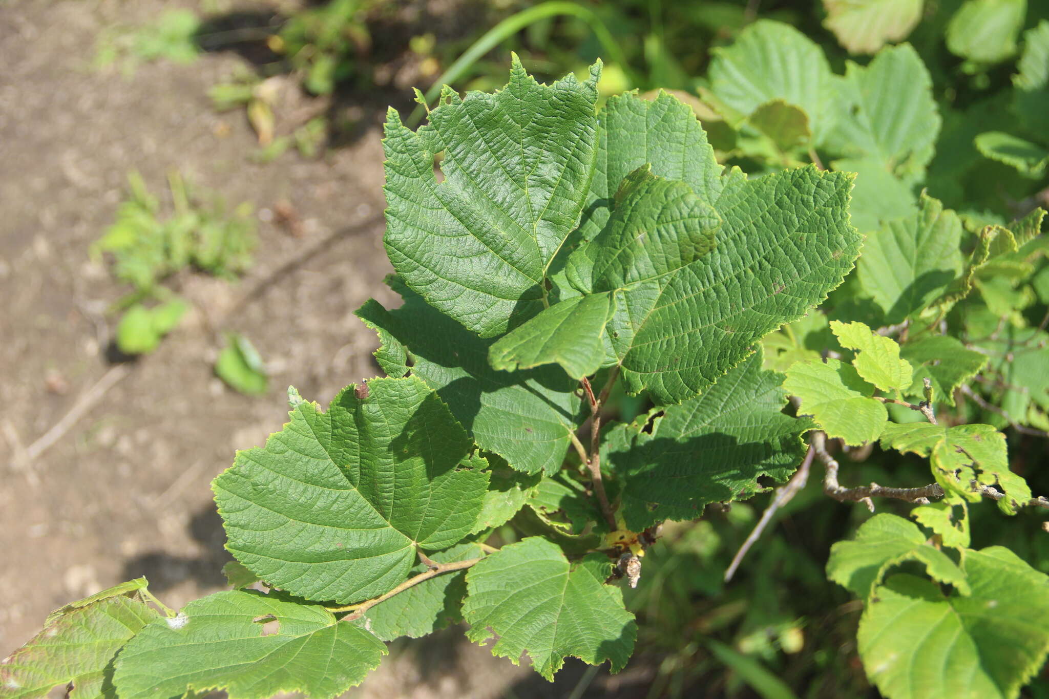 Image of Siberian hazelnut