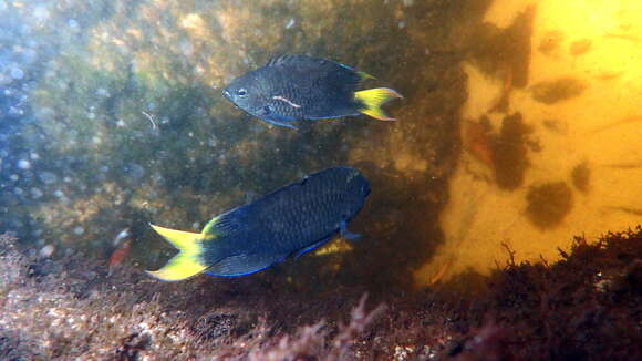 Image of Freshwater Damsel