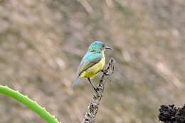 Слика од Hedydipna collaris zuluensis (Roberts 1931)