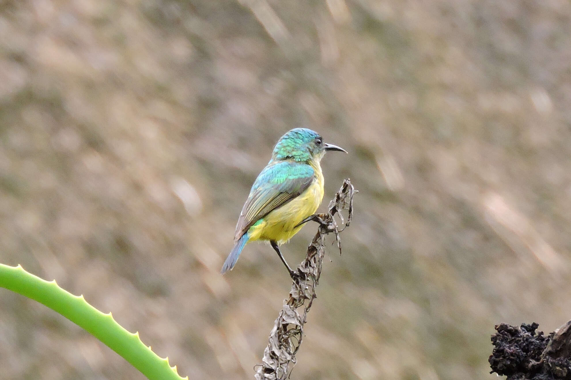 Слика од Hedydipna collaris zuluensis (Roberts 1931)