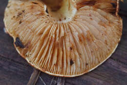 Image of Pholiota lucifera (Lasch) Quél. 1872