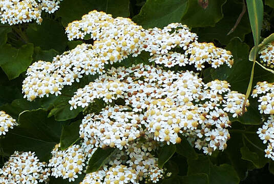 Image of Pericallis malvifolia (L'Hér.) B. Nord.