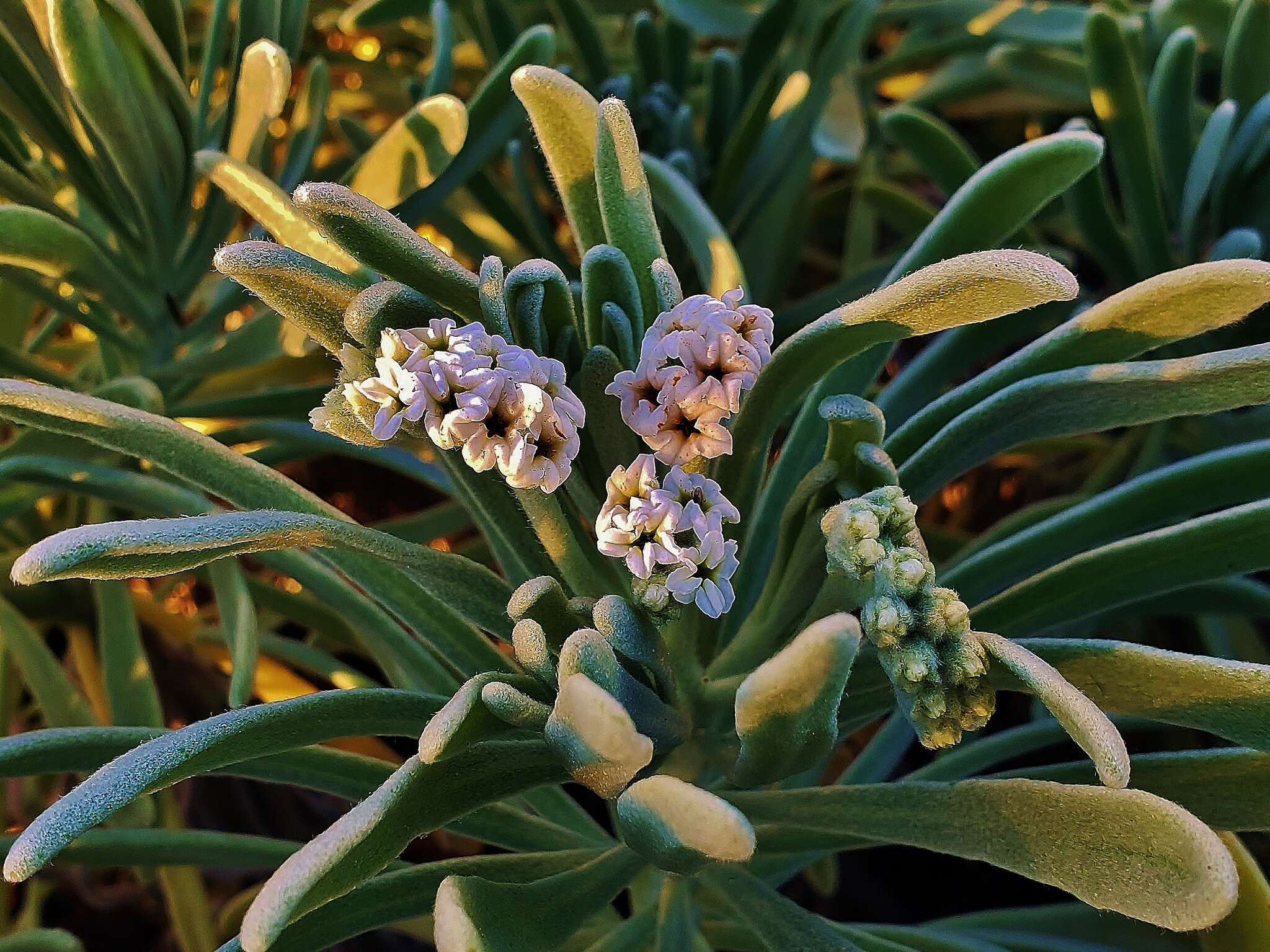 Tournefortia gnaphalodes (L.) R. Br.的圖片