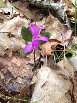 Image de Polygaloides paucifolia (Willd.) J. R. Abbott