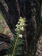 Imagem de Acacia linifolia (Vent.) Willd.