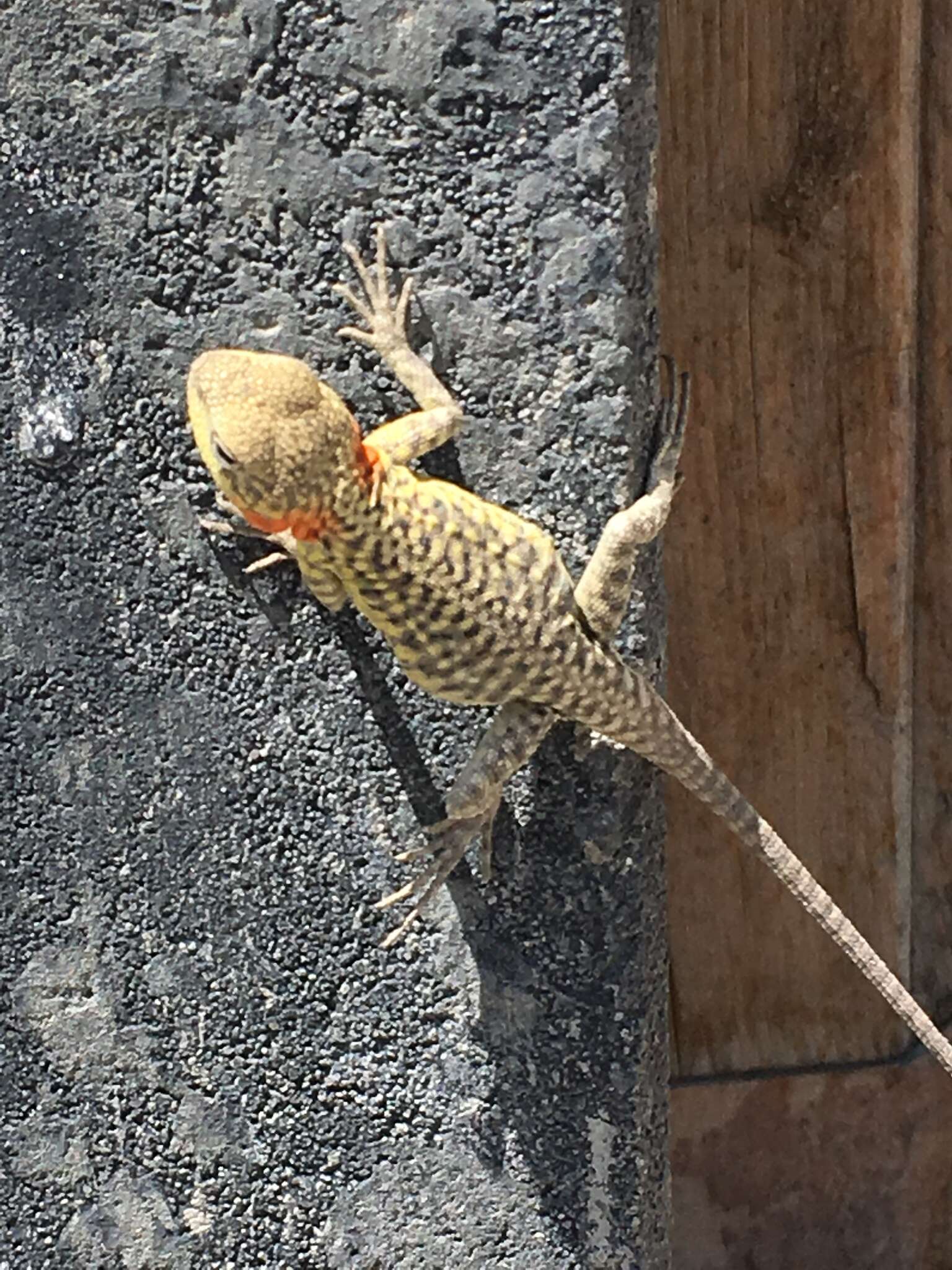 Image of Himalayan Agama