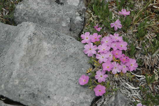 Image of Alaskan phlox