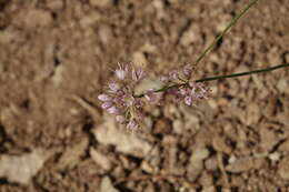 صورة Allium gunibicum Miscz. ex Grossh.