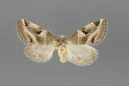 Слика од Plagiomimicus triplagiatus Smith 1890