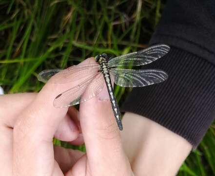 Image of Trigomphus citimus (Needham 1931)