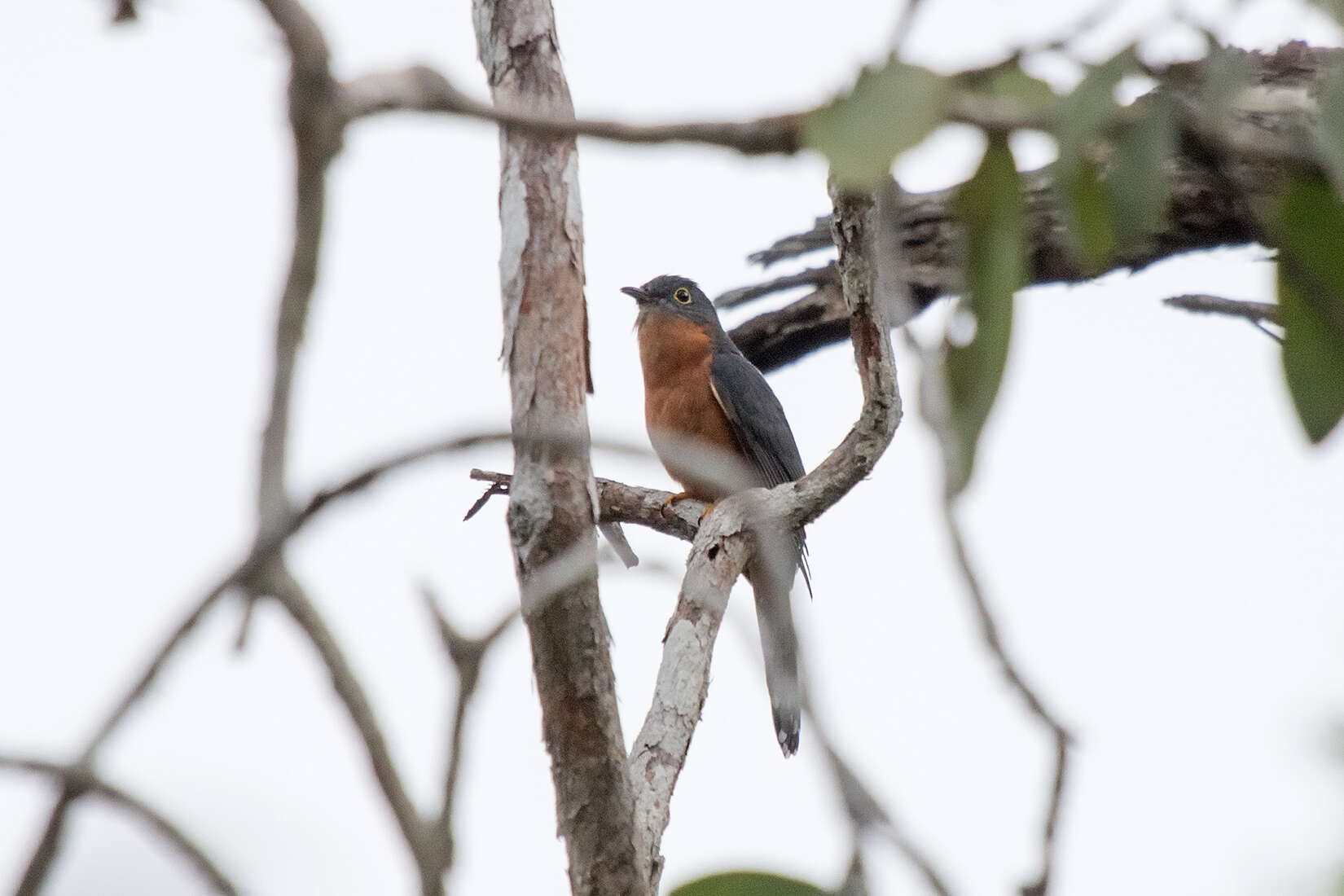 Image of Chestnut-breasted Cuckoo