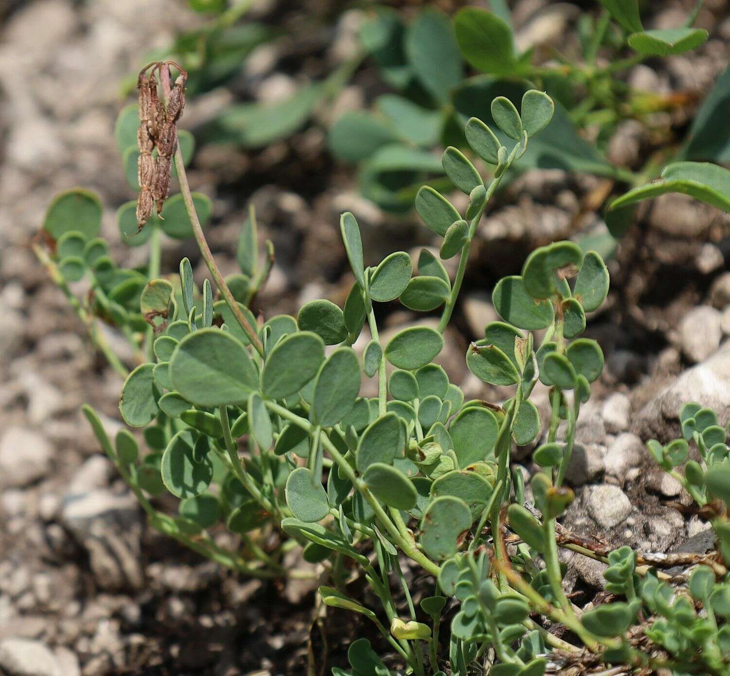 صورة Coronilla vaginalis Lam.