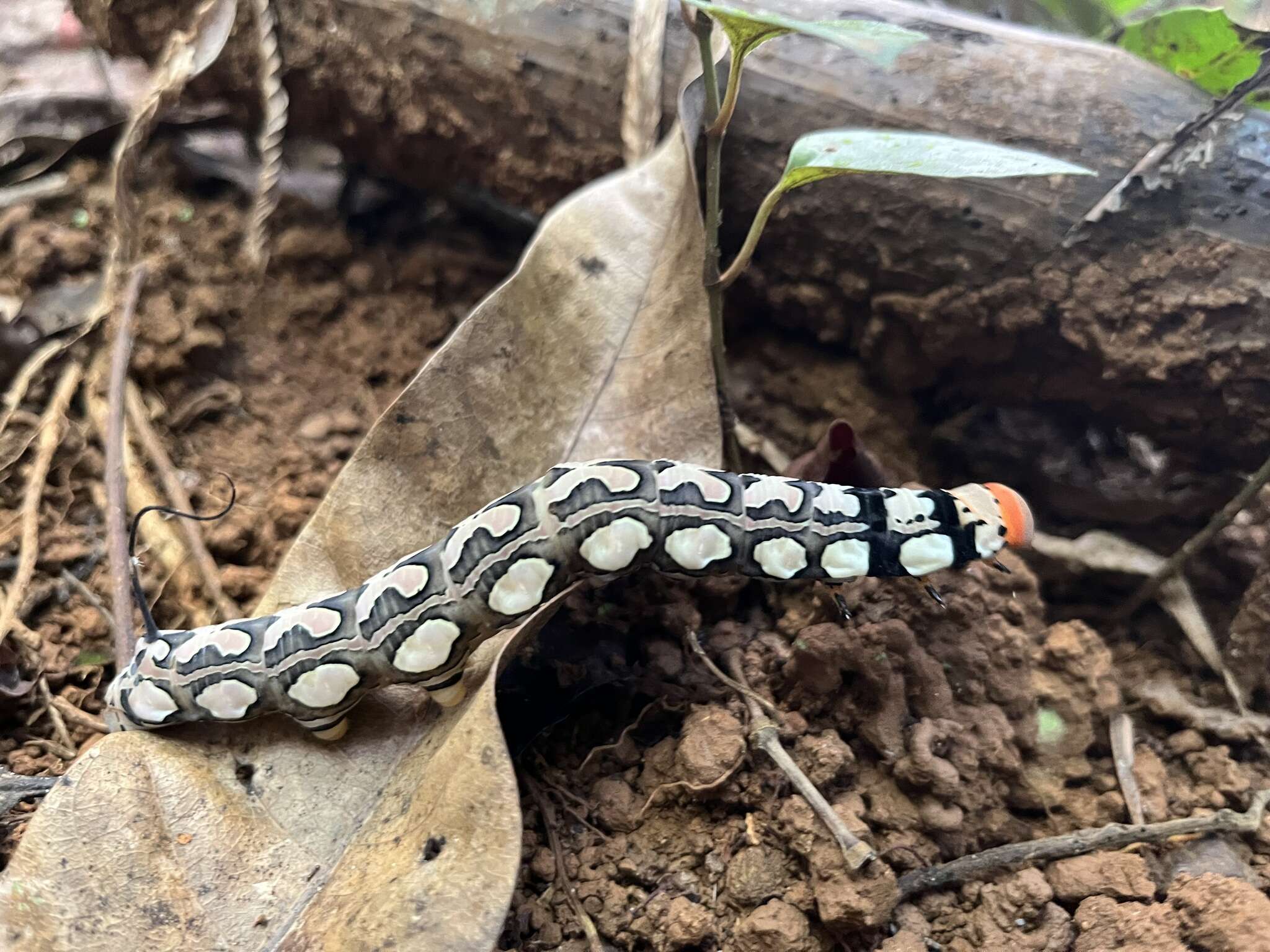 Слика од Isognathus leachii (Swainson 1823)