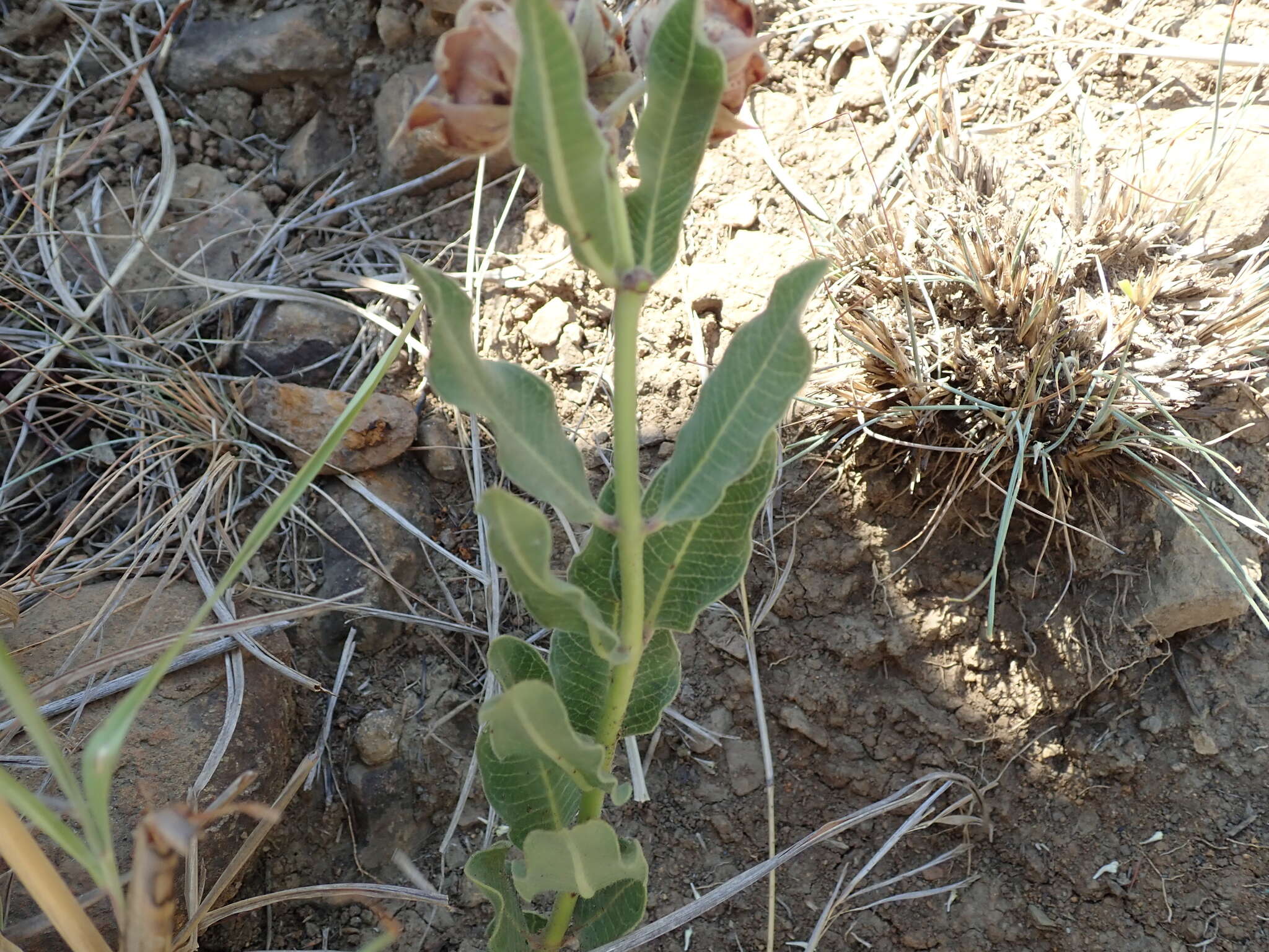 Image of Pachycarpus dealbatus E. Mey.