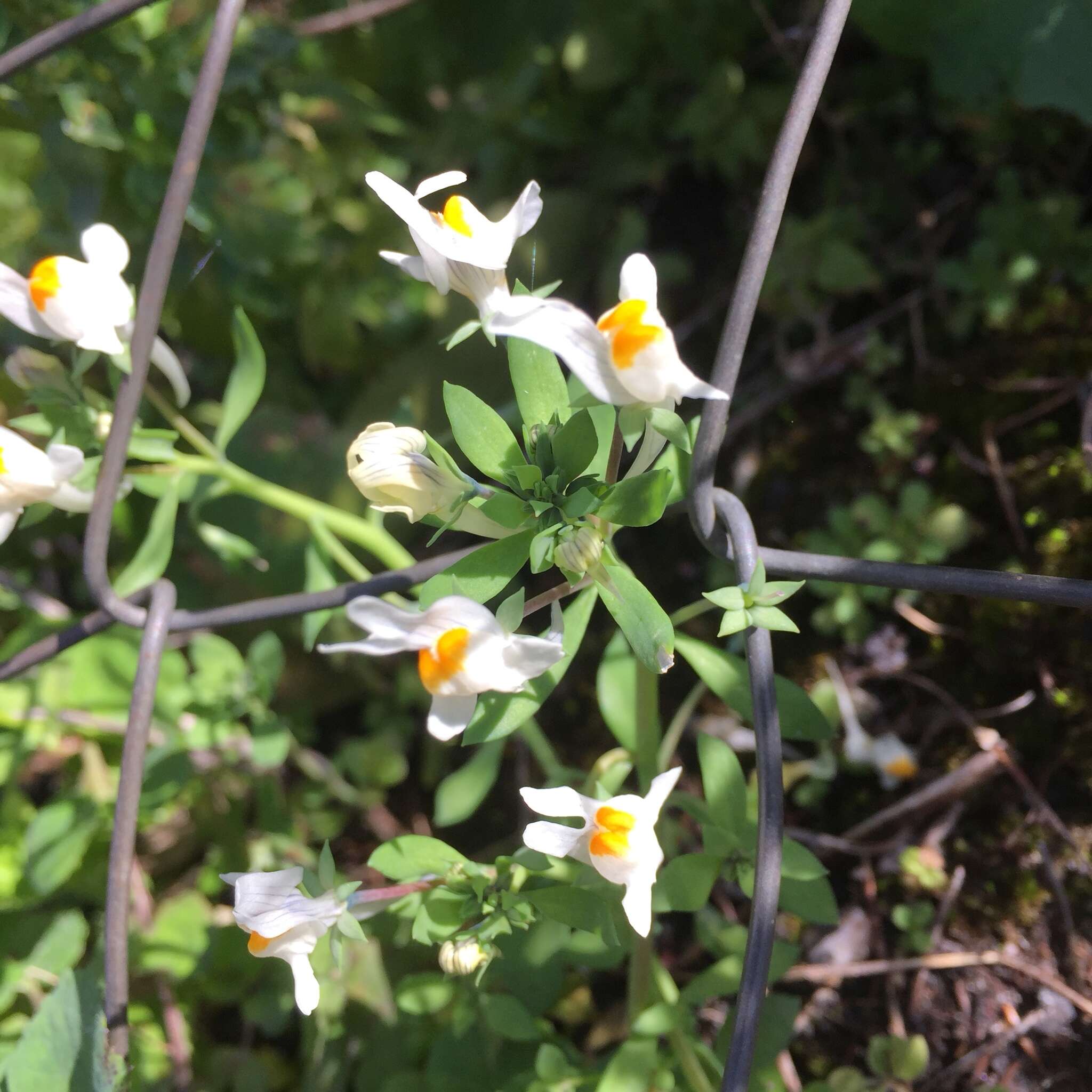 Image of Linaria reflexa (L.) Desf.