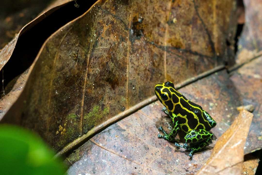 Image of Mimic Poison Frog