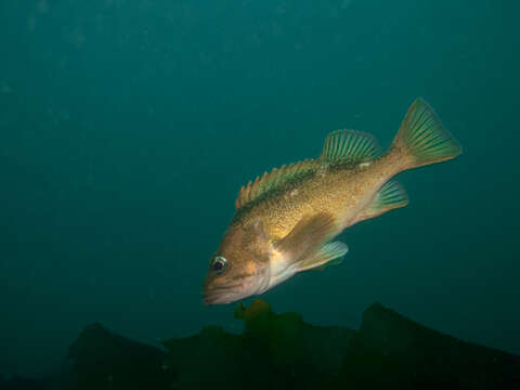 Image of Blackbelly rosefish