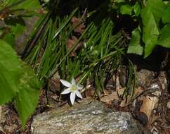 Imagem de Ornithogalum divergens Boreau