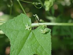 Image of sicyosperma