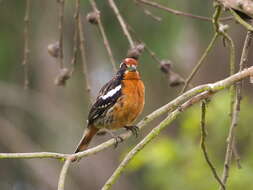 Image of Rufous-tailed Plantcutter