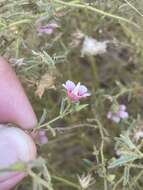 Image of Hermannia glanduligera K. Schum ex Schinz