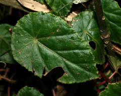 Image de Begonia tropaeolifolia A. DC.