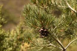 Image of Pinus L.