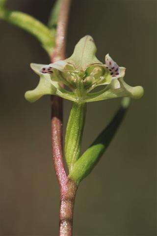 Disperis circumflexa subsp. aemula (Schltr.) J. C. Manning resmi