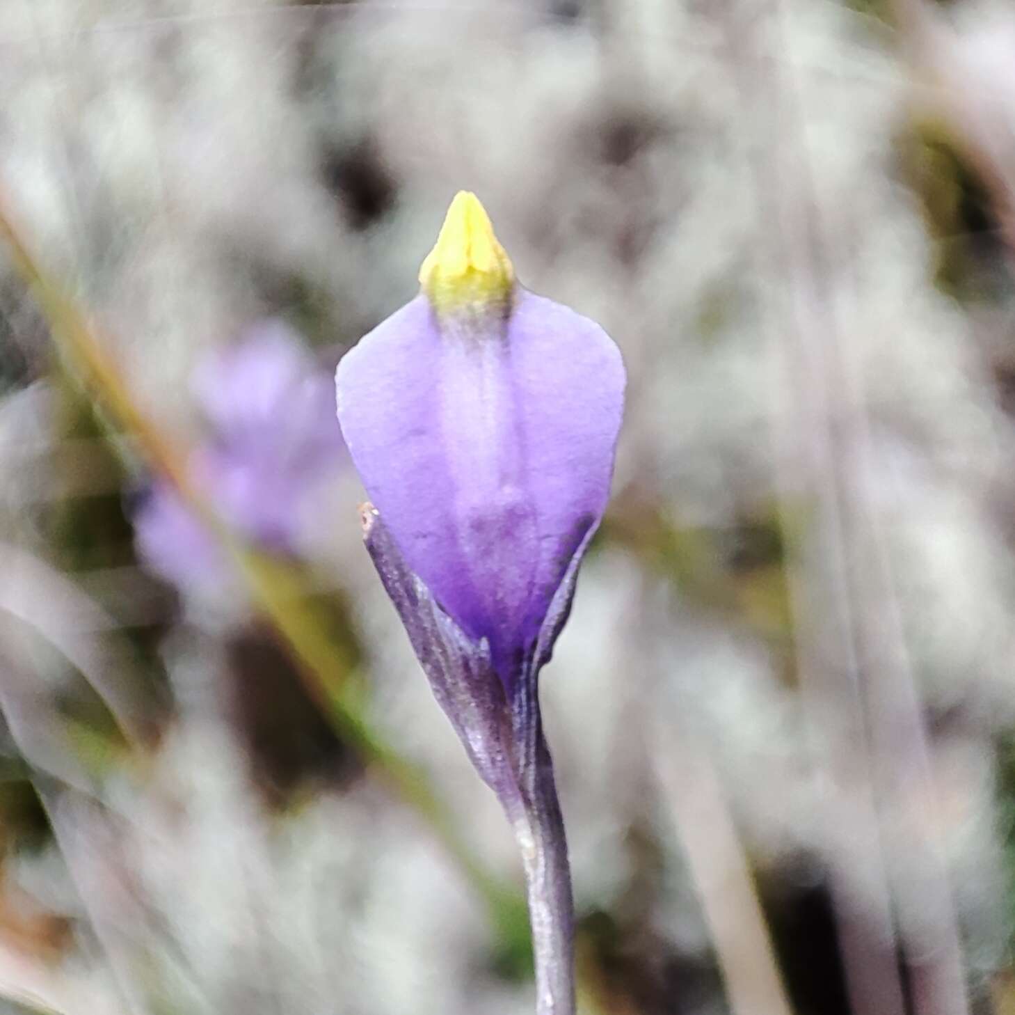 Image of Burmannia stuebelii Hieron. & Schltr.