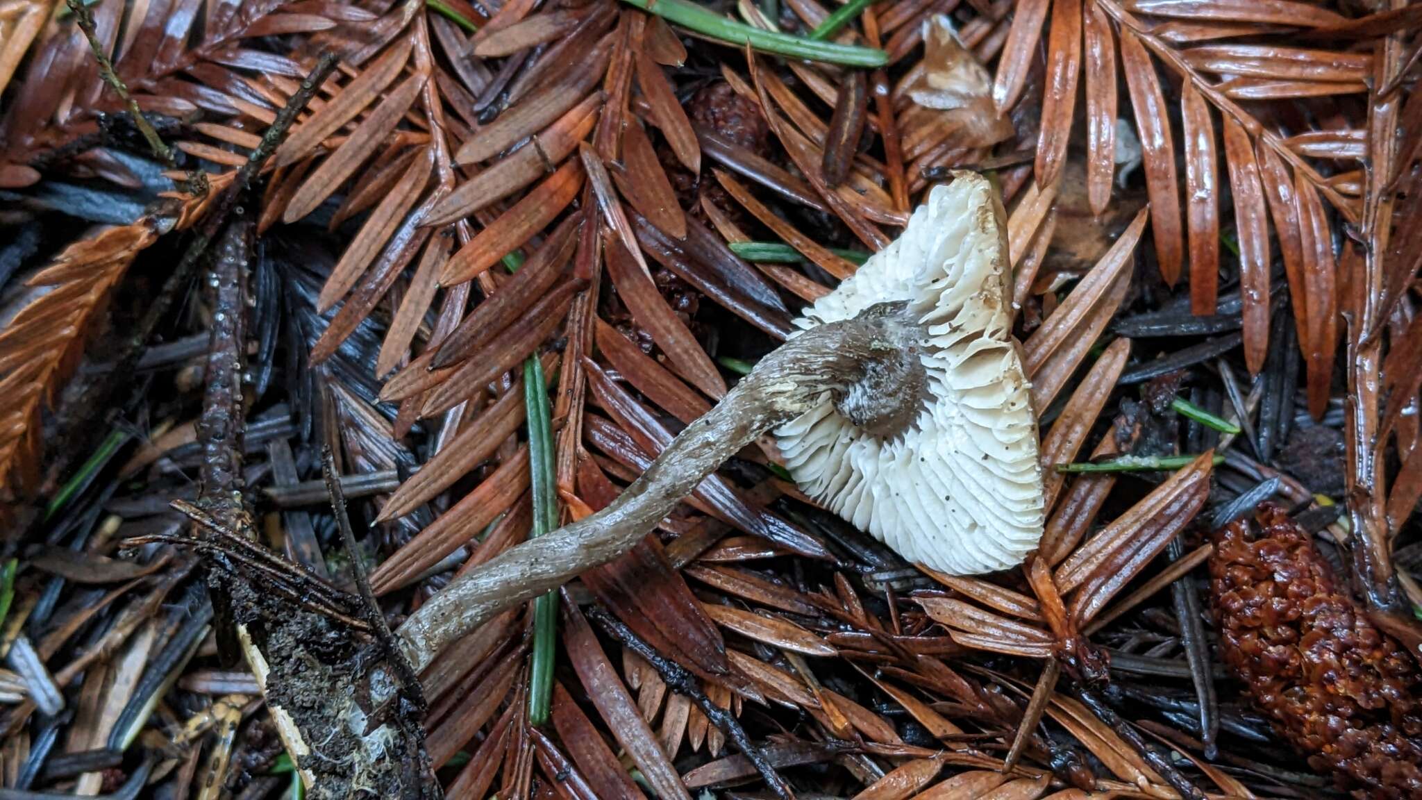 Imagem de Myochromella boudieri (Kühner & Romagn.) V. Hofst., Clémençon, Moncalvo & Redhead 2015