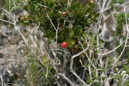 Image of Rhoiacarpos capensis (Harv.) A. DC.