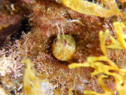 Image of Mystery blenny