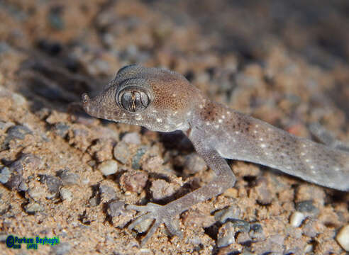 Image of Rhinogekko de Witte 1973